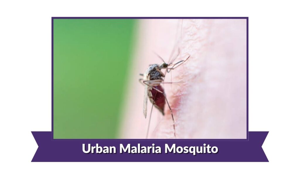 Urban Malaria Mosquito