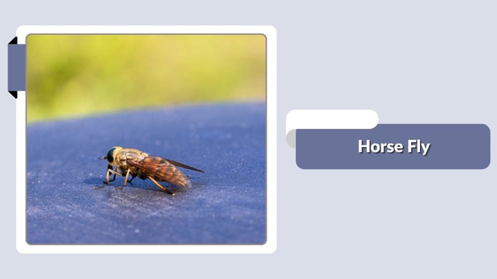 Horse Fly