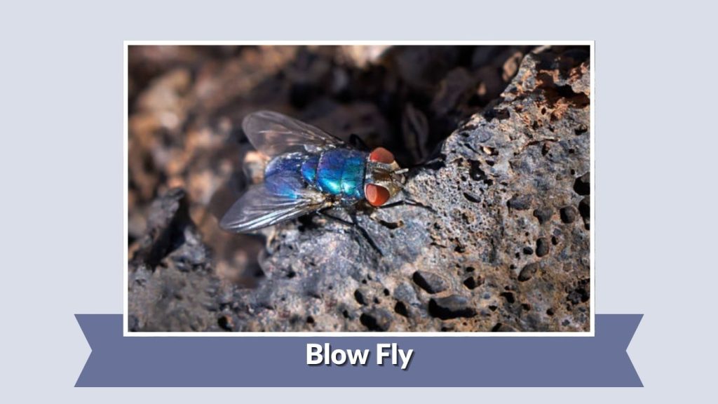 Blow Fly