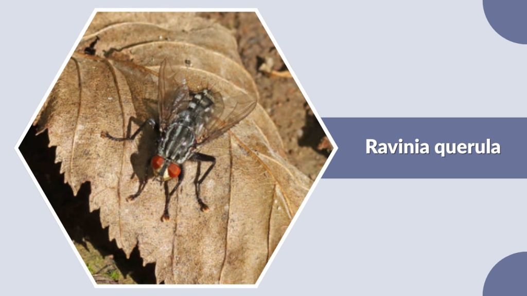 Ravinia querula