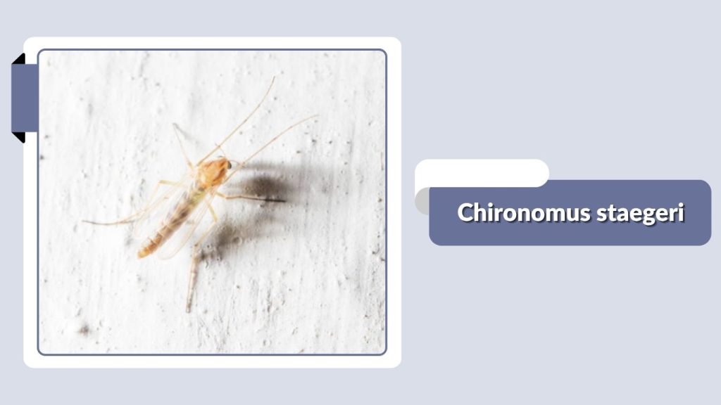 Chironomus staegeri