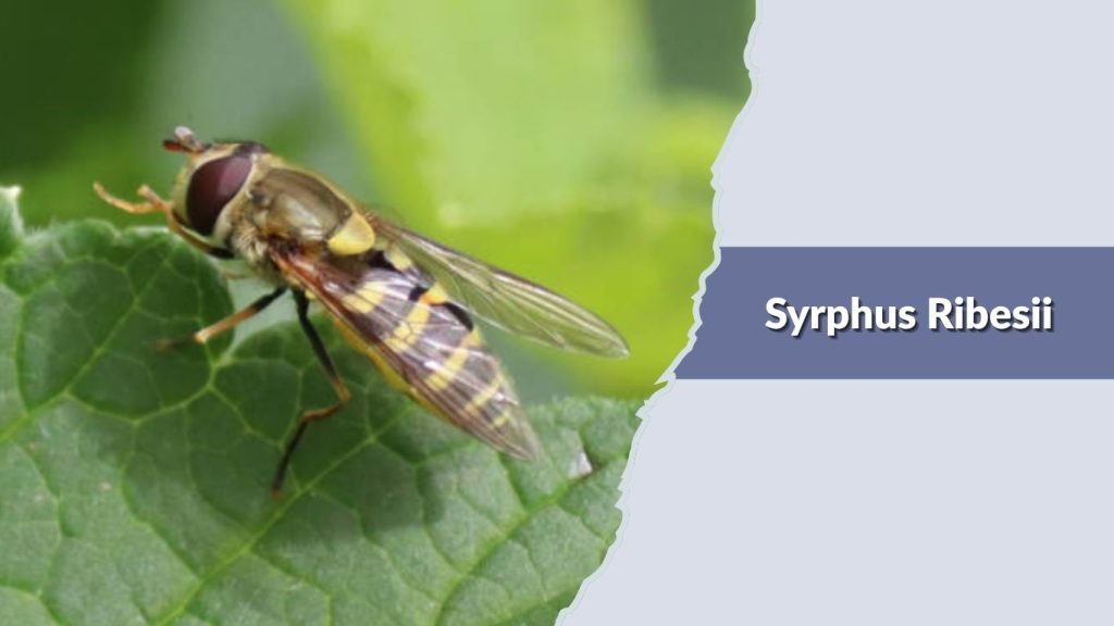 Syrphus Ribesii