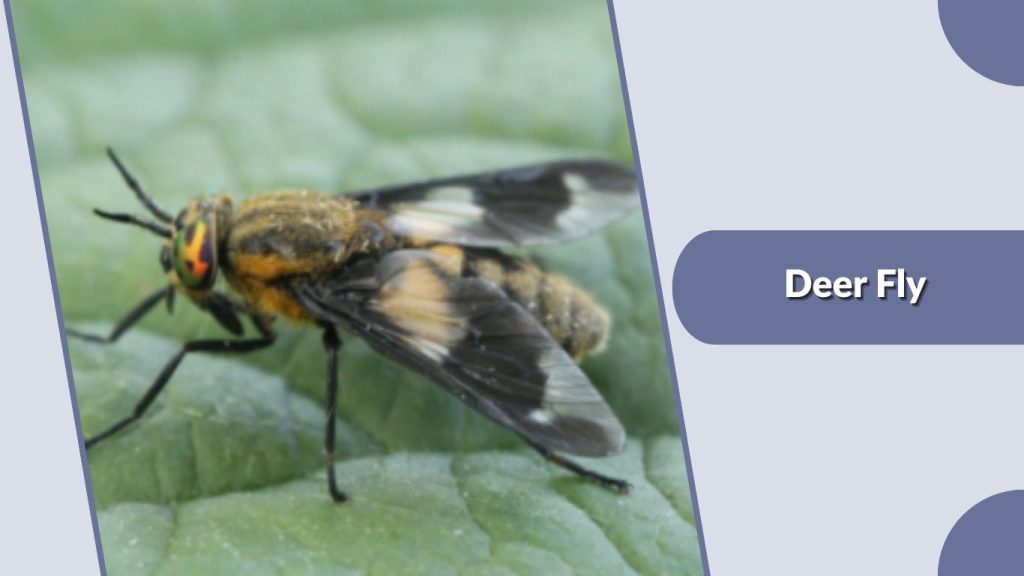 Deer Fly