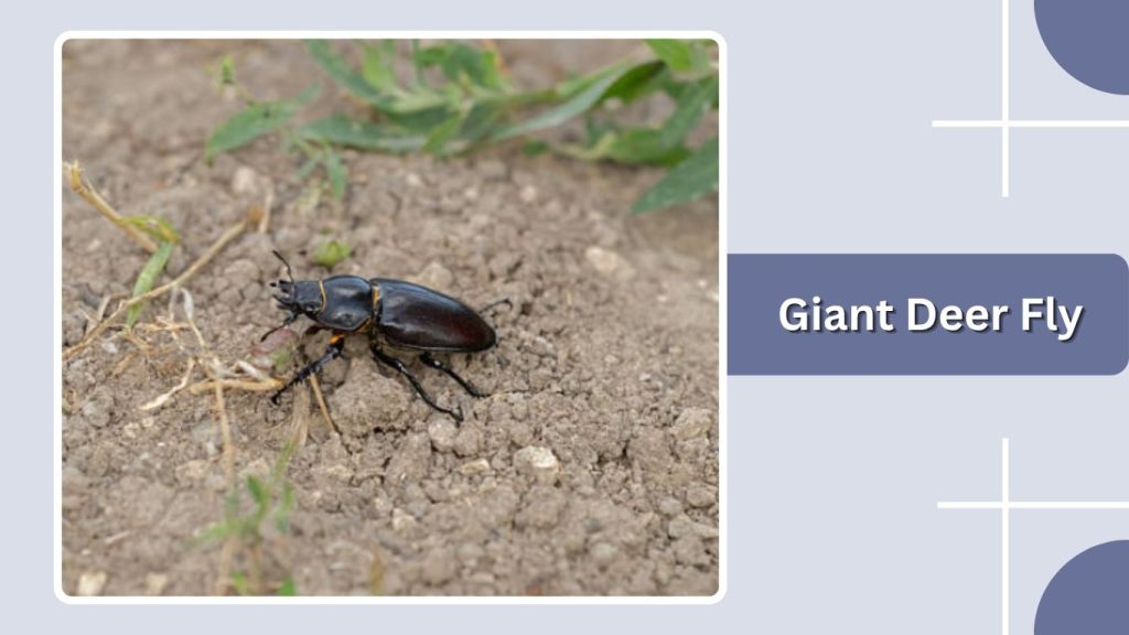 Giant Deer Fly