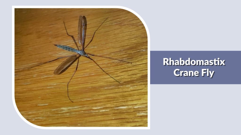 Rhabdomastix Crane Fly
