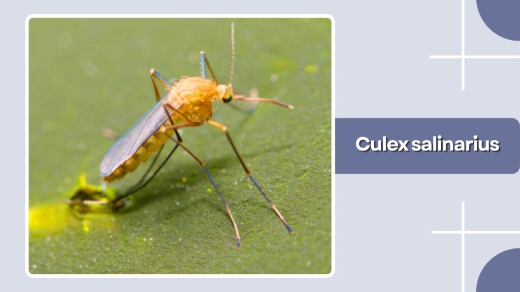 Culex salinarius