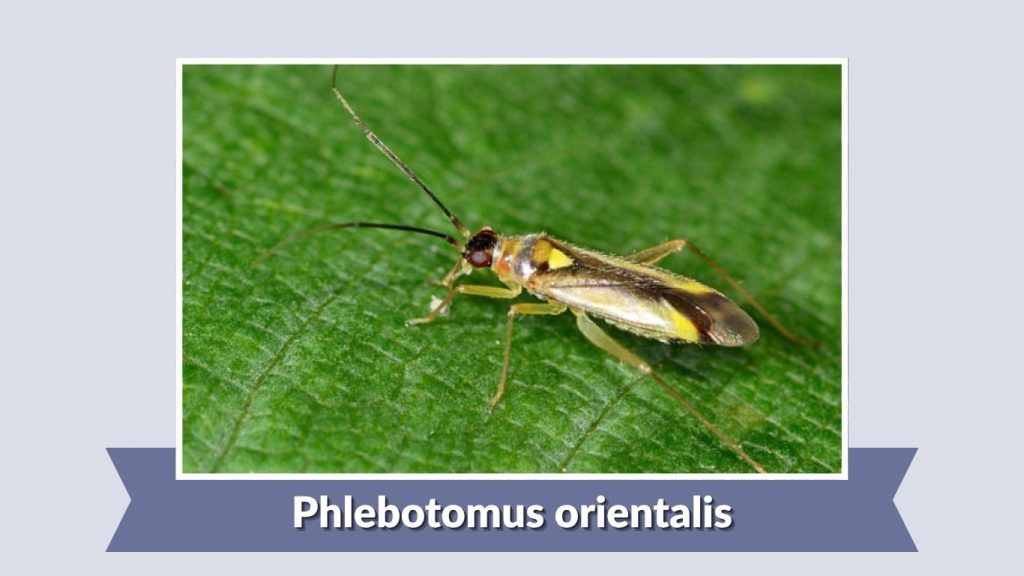 Phlebotomus orientalis