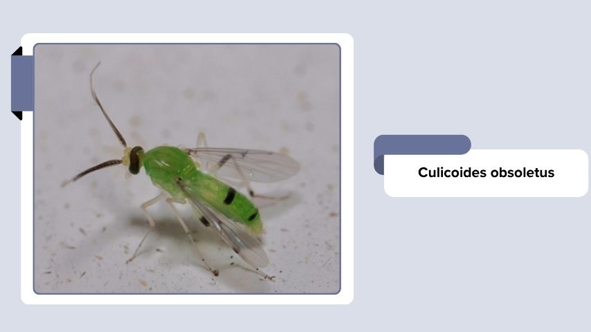 Culicoides obsoletus