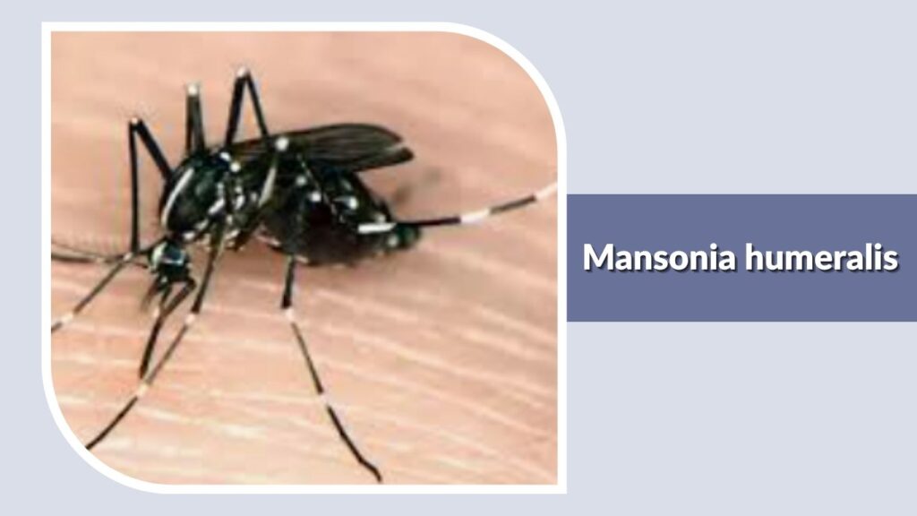 Mansonia humeralis