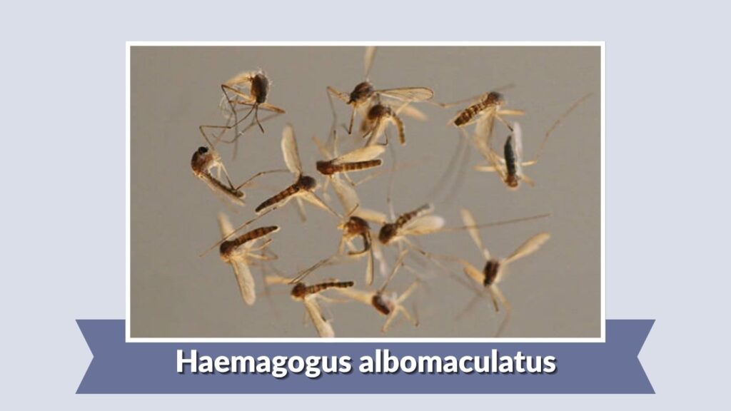 Haemagogus albomaculatus