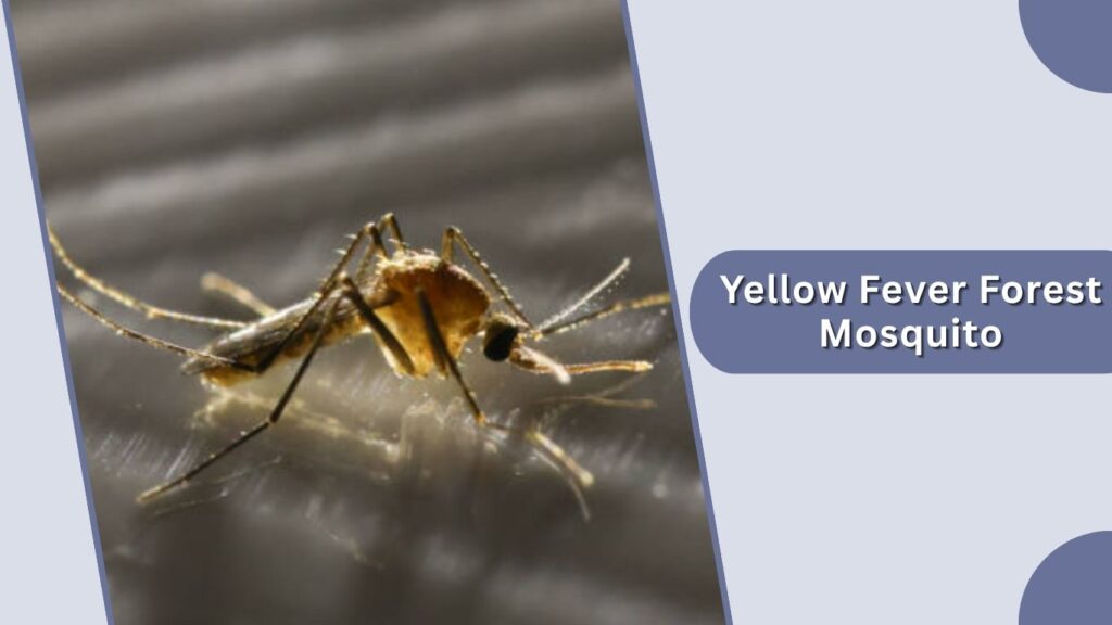 Yellow Fever Forest Mosquito
