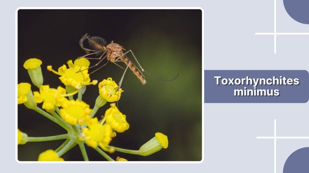 Toxorhynchites minimus
