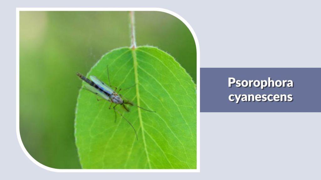 Psorophora cyanescens