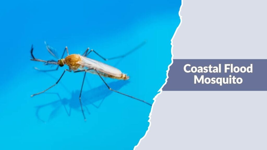 Coastal Flood Mosquito