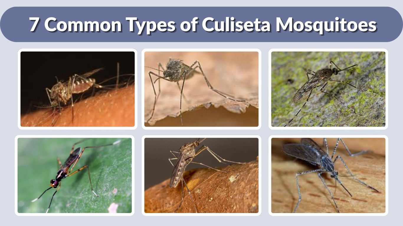7 Common Types of Culiseta Mosquitoes (Id with Picures)