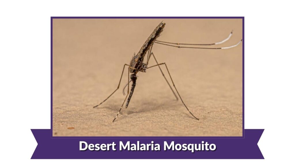  Desert Malaria Mosquito