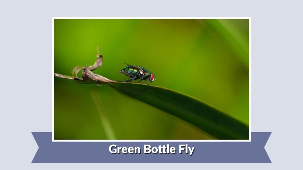 Green Bottle Fly
