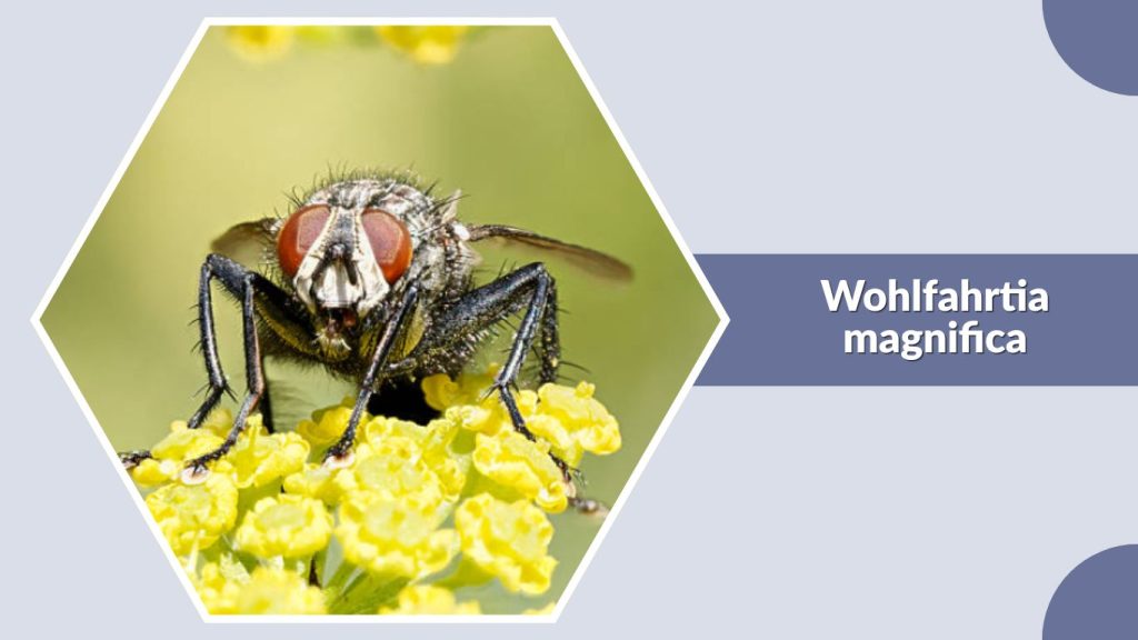Wohlfahrtia magnifica
