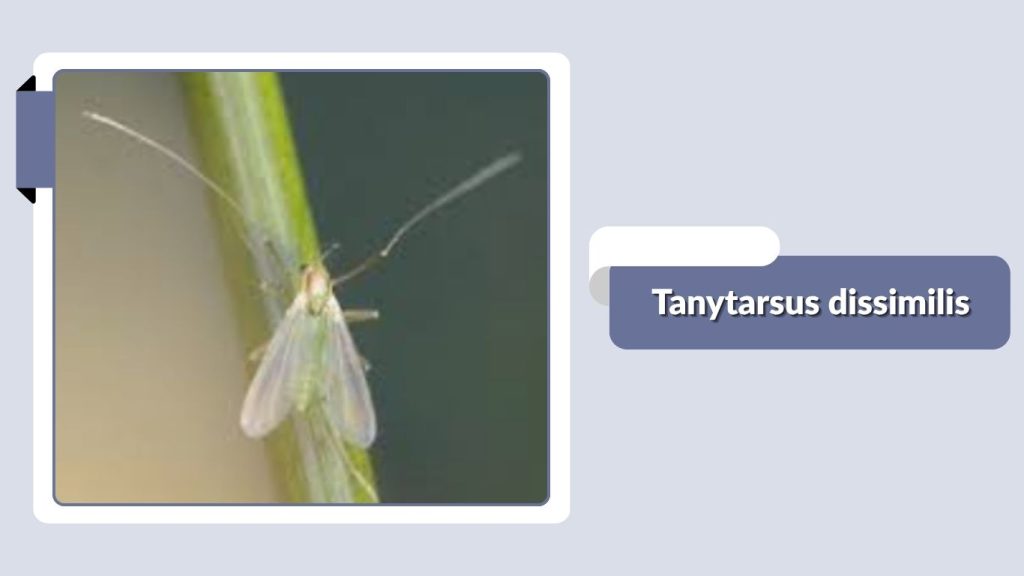 Tanytarsus dissimilis