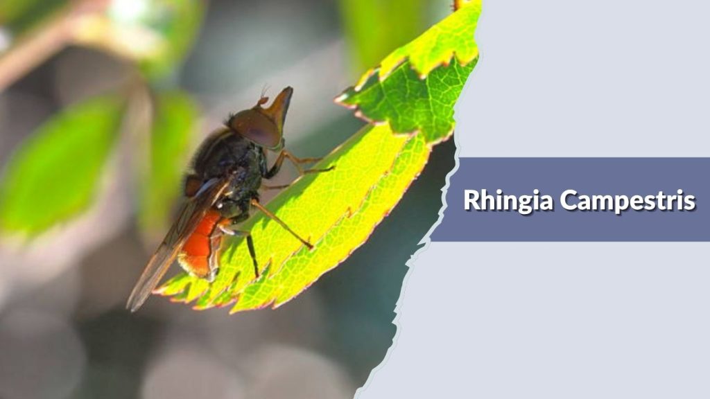Rhingia Campestris