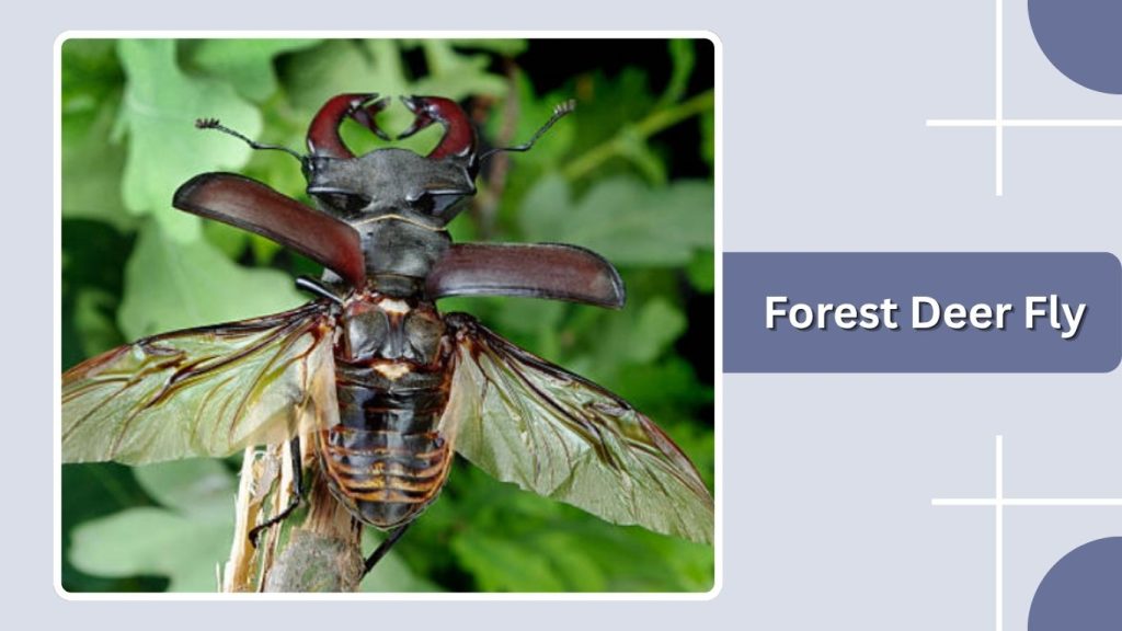 Forest Deer Fly