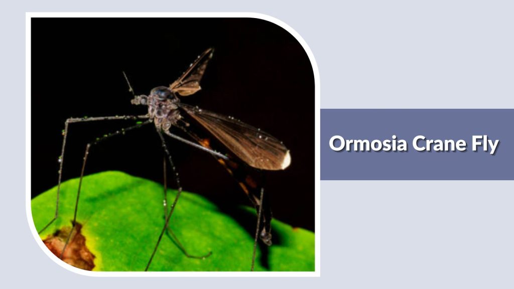 Ormosia Crane Fly