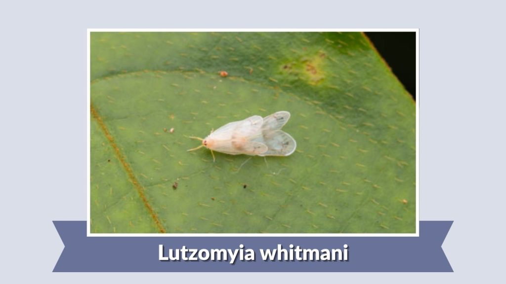 Lutzomyia whitmani