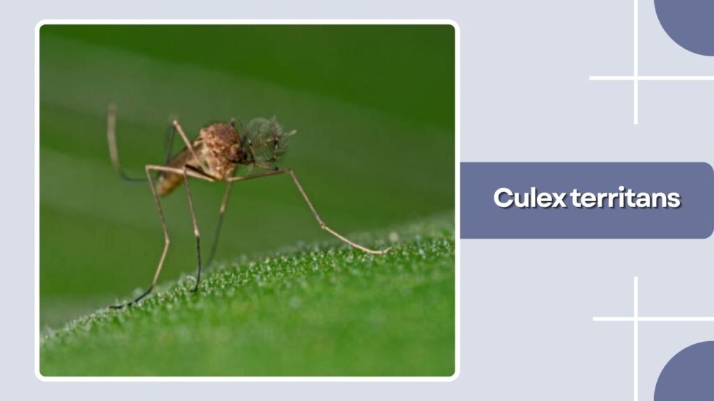 Culex territans