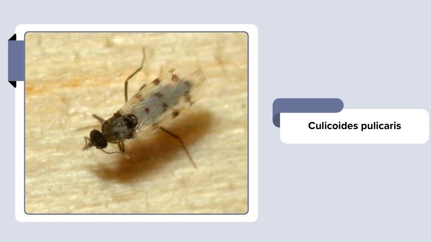Culicoides pulicaris