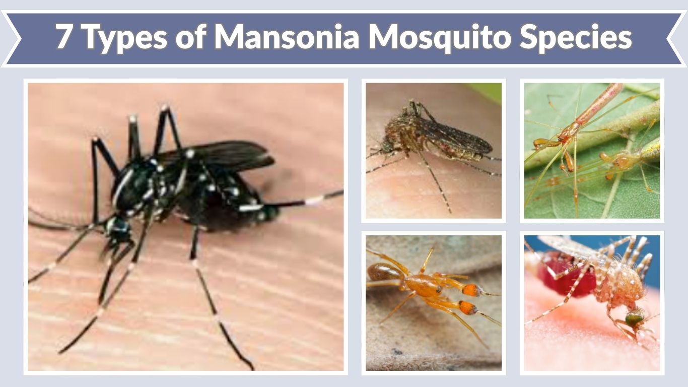 7 Types of Mansonia Mosquito Species: Name, Id & Pictures