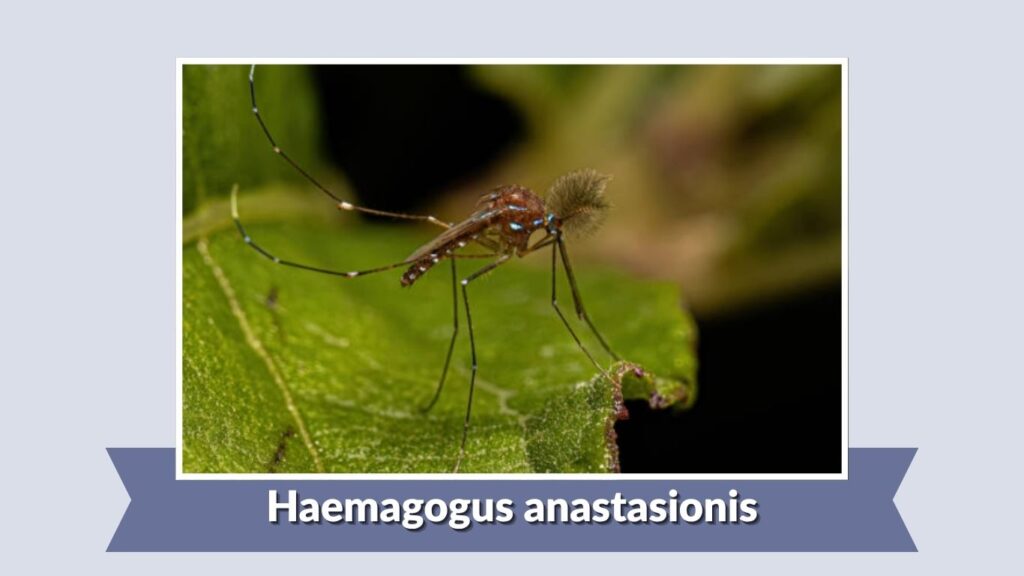 Haemagogus anastasionis