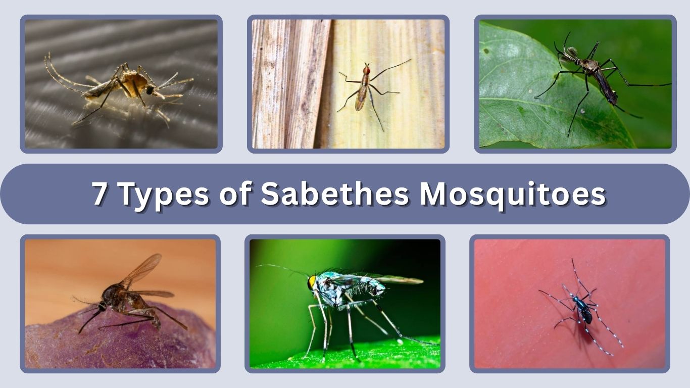 7 Types of Sabethes Mosquitoes: Identification with Pictures