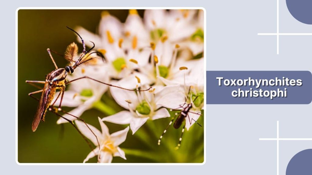 Toxorhynchites christophi