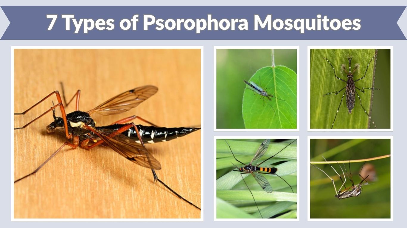 7 Types of Psorophora Mosquitoes: Species Id with Pictures