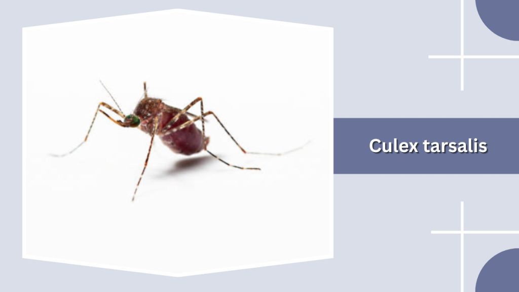 Culex tarsalis