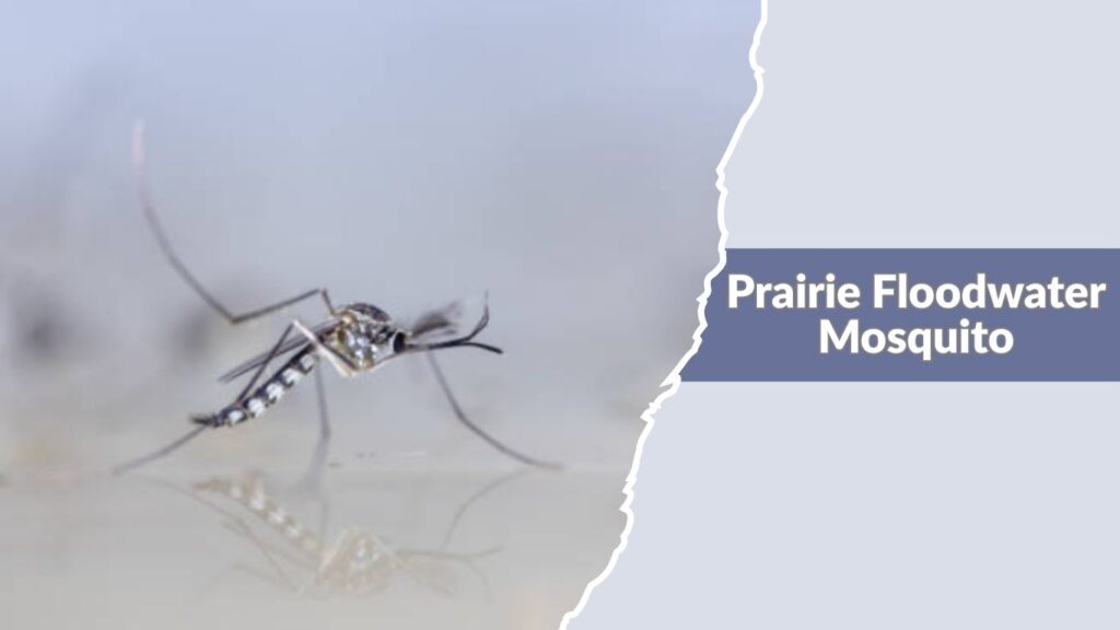 Prairie Floodwater Mosquito