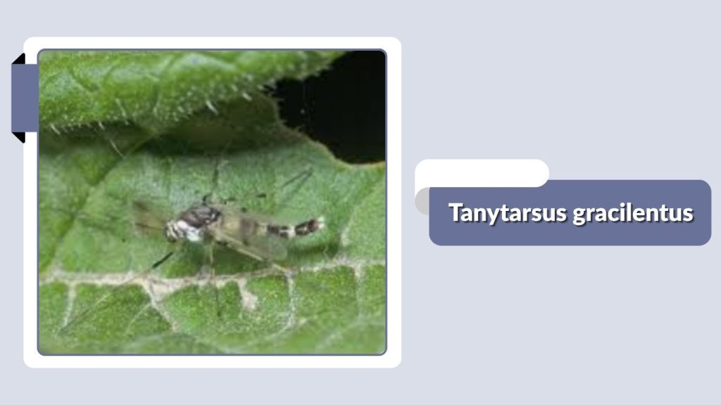 Tanytarsus gracilentus
