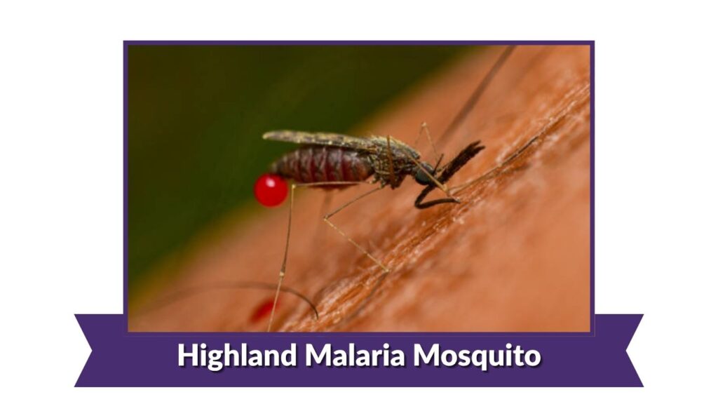 Highland Malaria Mosquito