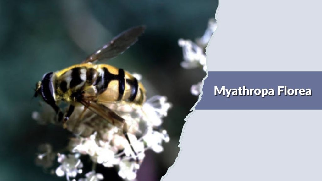 Myathropa Florea