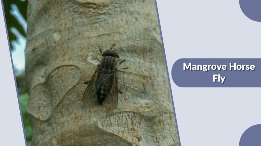 Mangrove Horse Fly