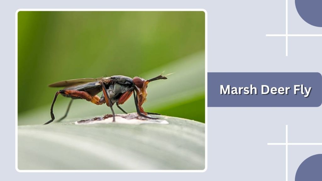 Marsh Deer Fly