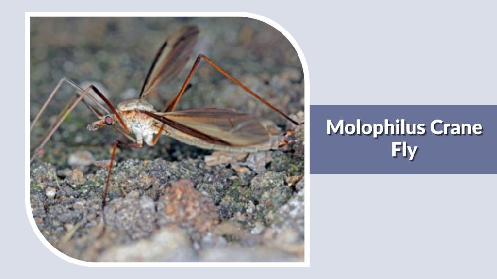 Molophilus Crane Fly