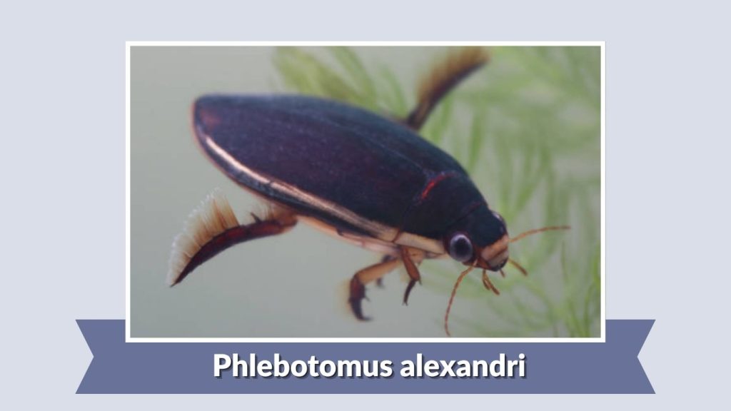 Phlebotomus alexandri
