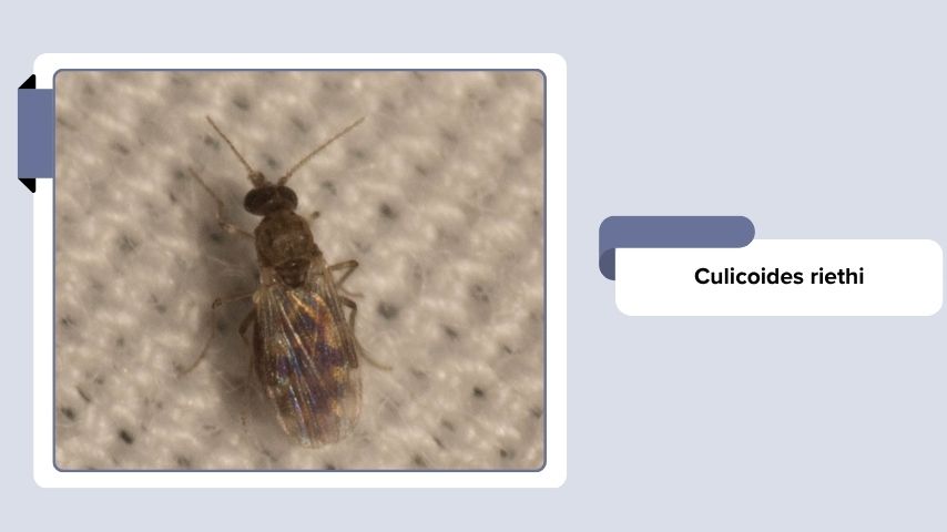 Culicoides riethi