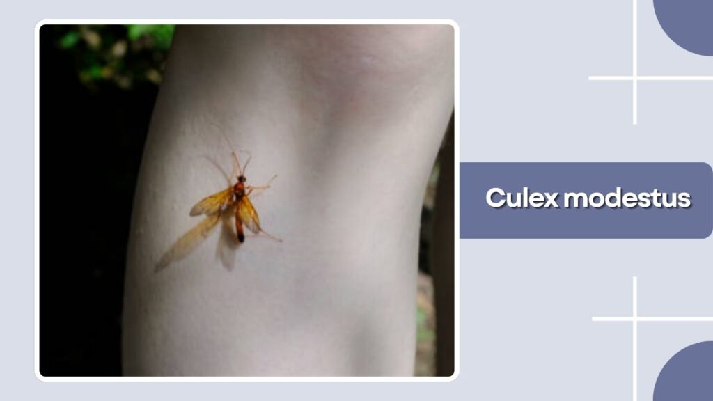 Culex modestus
