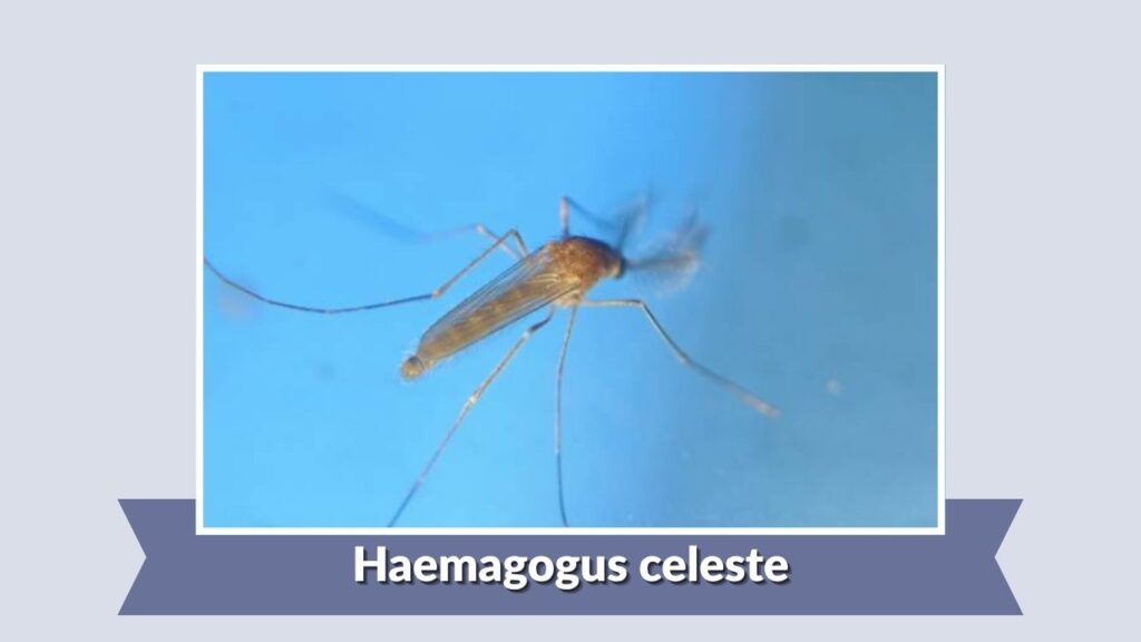 Haemagogus celeste