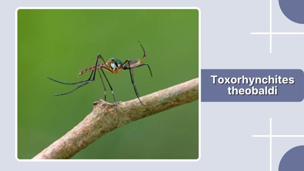 Toxorhynchites theobaldi