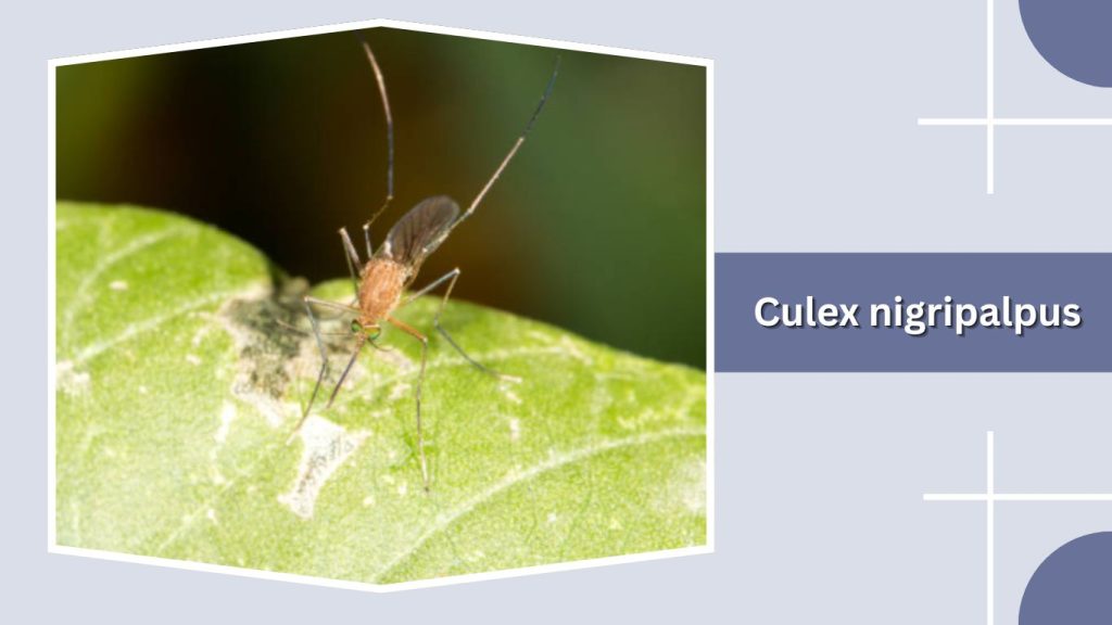 Culex nigripalpus