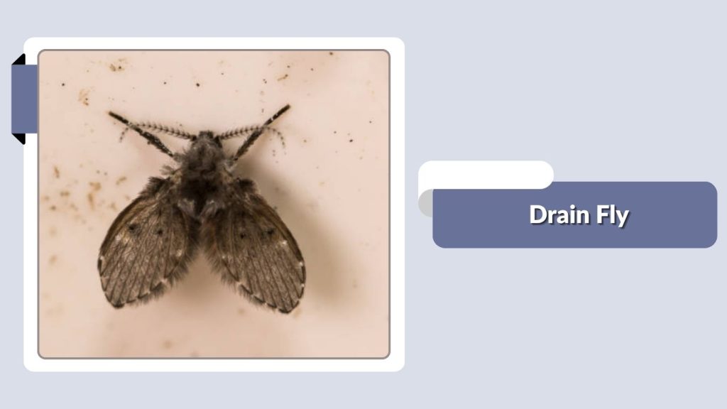 Drain Fly