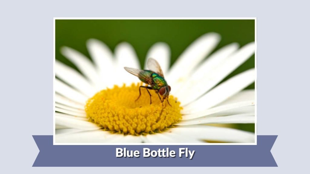Blue Bottle Fly